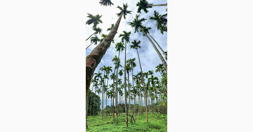 Секреты мобильной фотографии на iPhone.png ezh 864x452 6.png